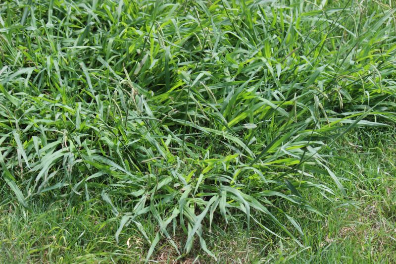 Crabgrass Prevention