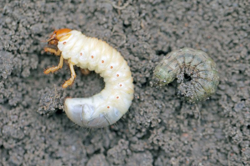 Grub Control detail