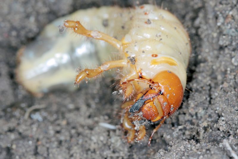 Grub Control detail