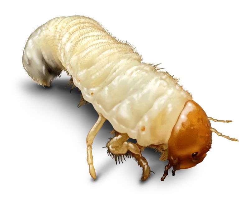 Grub Control detail