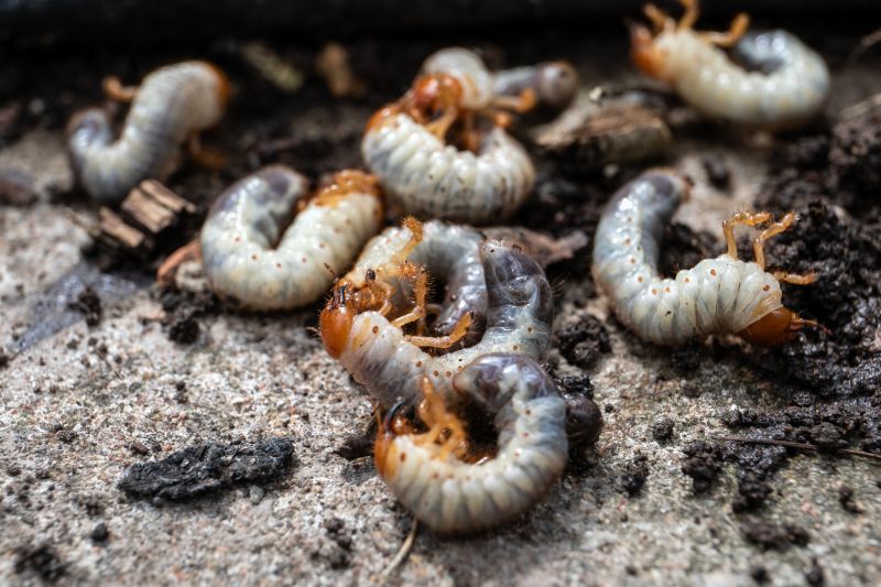 Grub Control detail