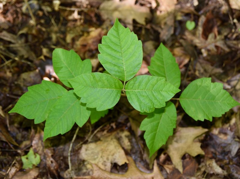 Poison Ivy Removal detail