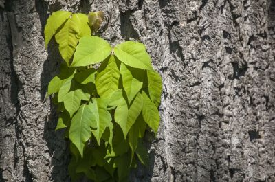Poison Ivy Removal detail