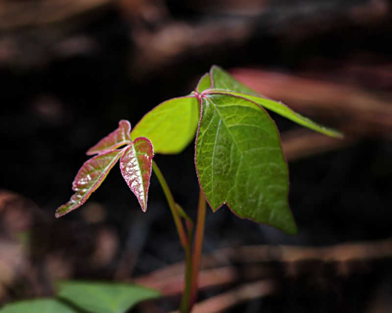 Poison Ivy Removal detail