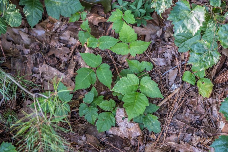Poison Ivy Removal detail
