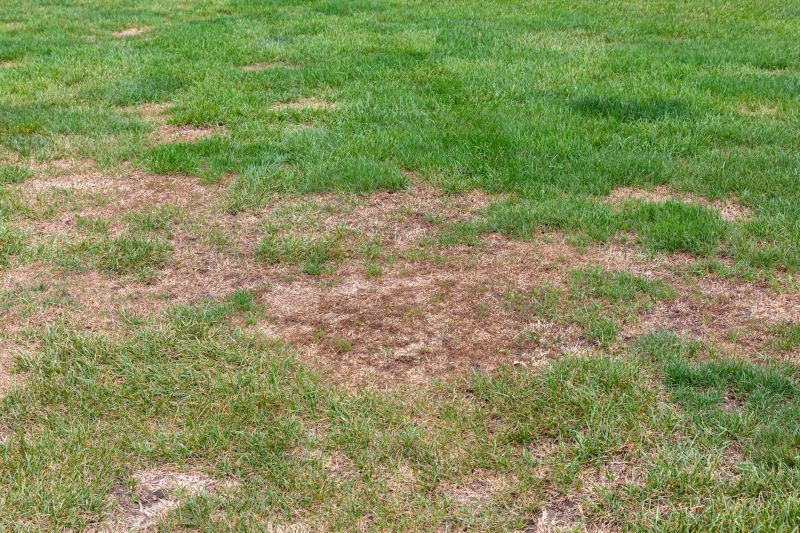 Lawn Disease Treatment