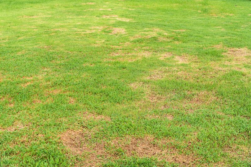 Lawn Disease Treatment