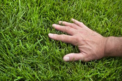 Lawn Fertilization Service
