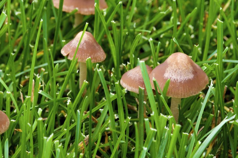 Lawn Fungus Treatment