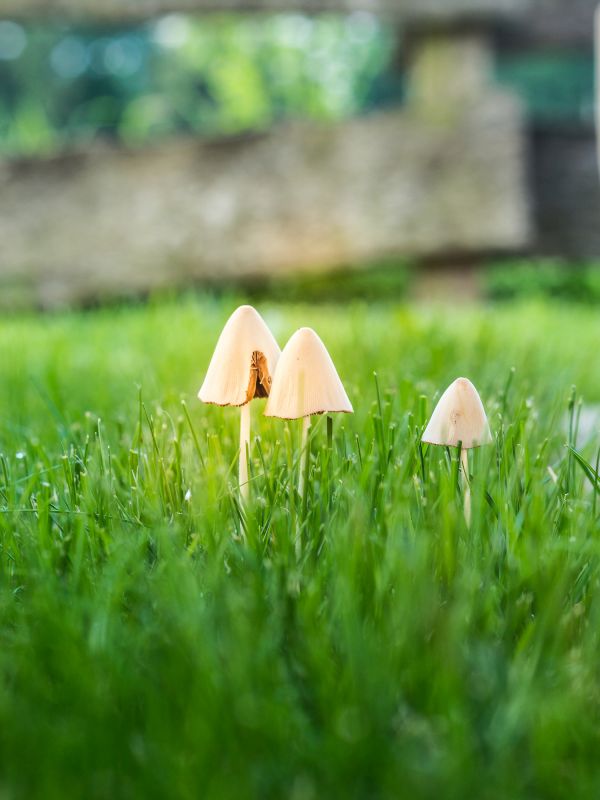 Lawn Fungus Treatment