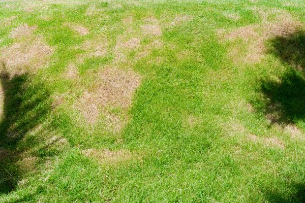 Lawn Fungus Treatment in Alpharetta