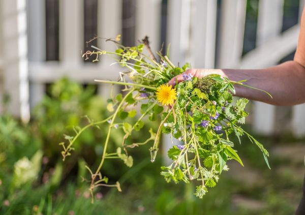 Yard Weed Service in Alpharetta