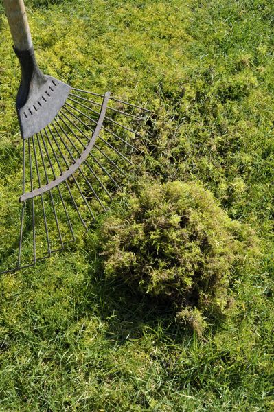 Lawn Moss Treatment