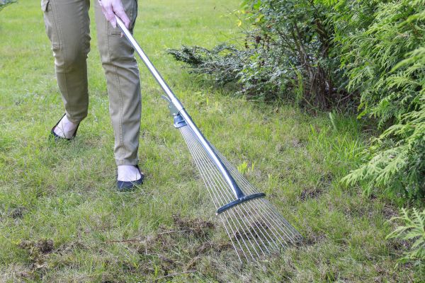 Lawn Moss Control in Alpharetta