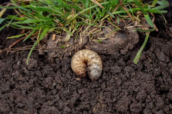 Grub Control in Alpharetta