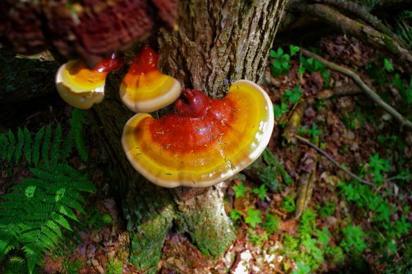 Mushroom Removal Service in Alpharetta