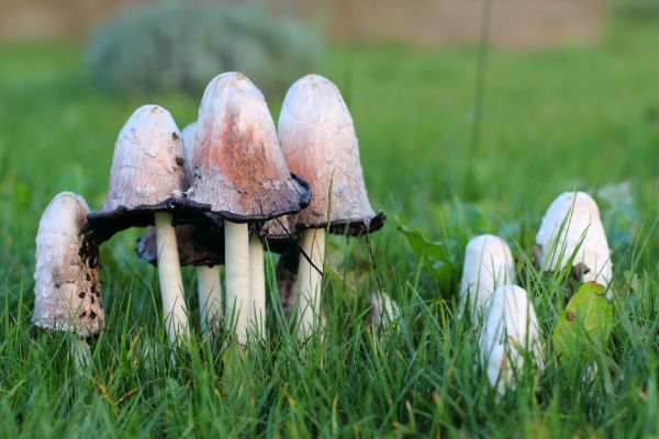 Lawn Mushroom Treatment in Alpharetta