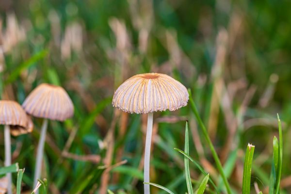 Lawn Fungus Removal in Alpharetta